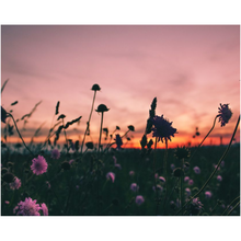 Load image into Gallery viewer, Wild Flower Field - Professional Prints
