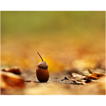 Load image into Gallery viewer, Brown Acorn - Professional Prints
