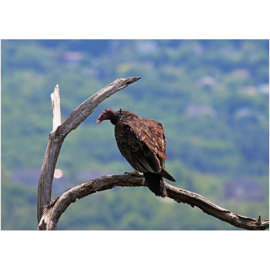 Turkey Vulture - Professional Prints