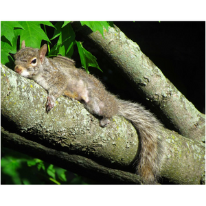 Sleeping Squirrel - Professional Prints