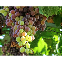Load image into Gallery viewer, Wine Grapes - Professional Prints
