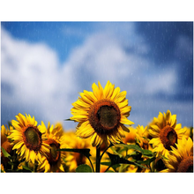 Load image into Gallery viewer, Raining On Sunflowers - Professional Prints
