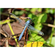 Load image into Gallery viewer, Broken Wing Dragonfly - Professional Prints
