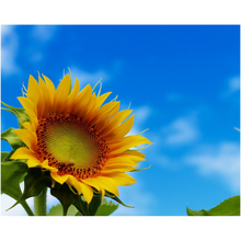 Load image into Gallery viewer, Bee On A Sunflower - Professional Prints
