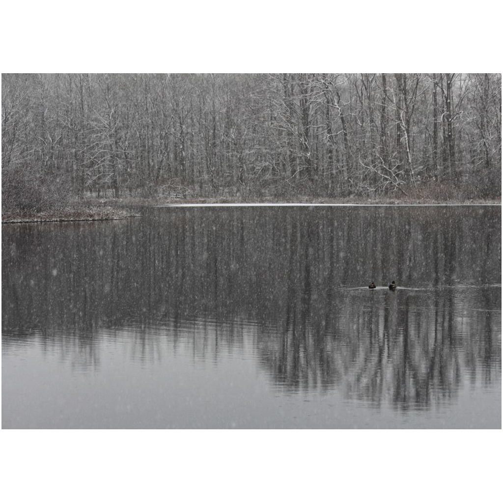 Winter Lake Ducks - Professional Prints