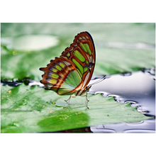Load image into Gallery viewer, Green Butterfly - Professional Prints
