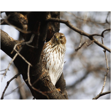 Load image into Gallery viewer, Hawk Sitting On A Branch - Professional Prints
