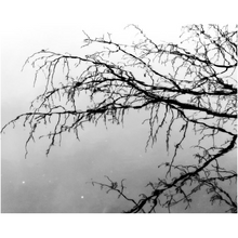 Load image into Gallery viewer, Tree Branch Reflection - Professional Prints
