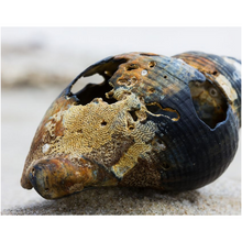 Load image into Gallery viewer, Blue Shell On The Sand - Professional Prints
