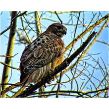 Load image into Gallery viewer, Sunrise Hawk - Professional Prints

