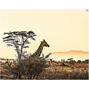 Safari Giraffe - Professional Prints