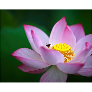 Lotus Flower - Professional Prints
