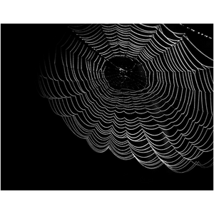 Dark Spider Web - Professional Prints