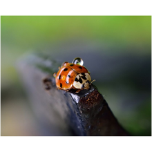 Load image into Gallery viewer, Ladybug Waterdrops - Professional Prints
