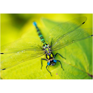 Dragonfly On A Leaf - Professional Prints