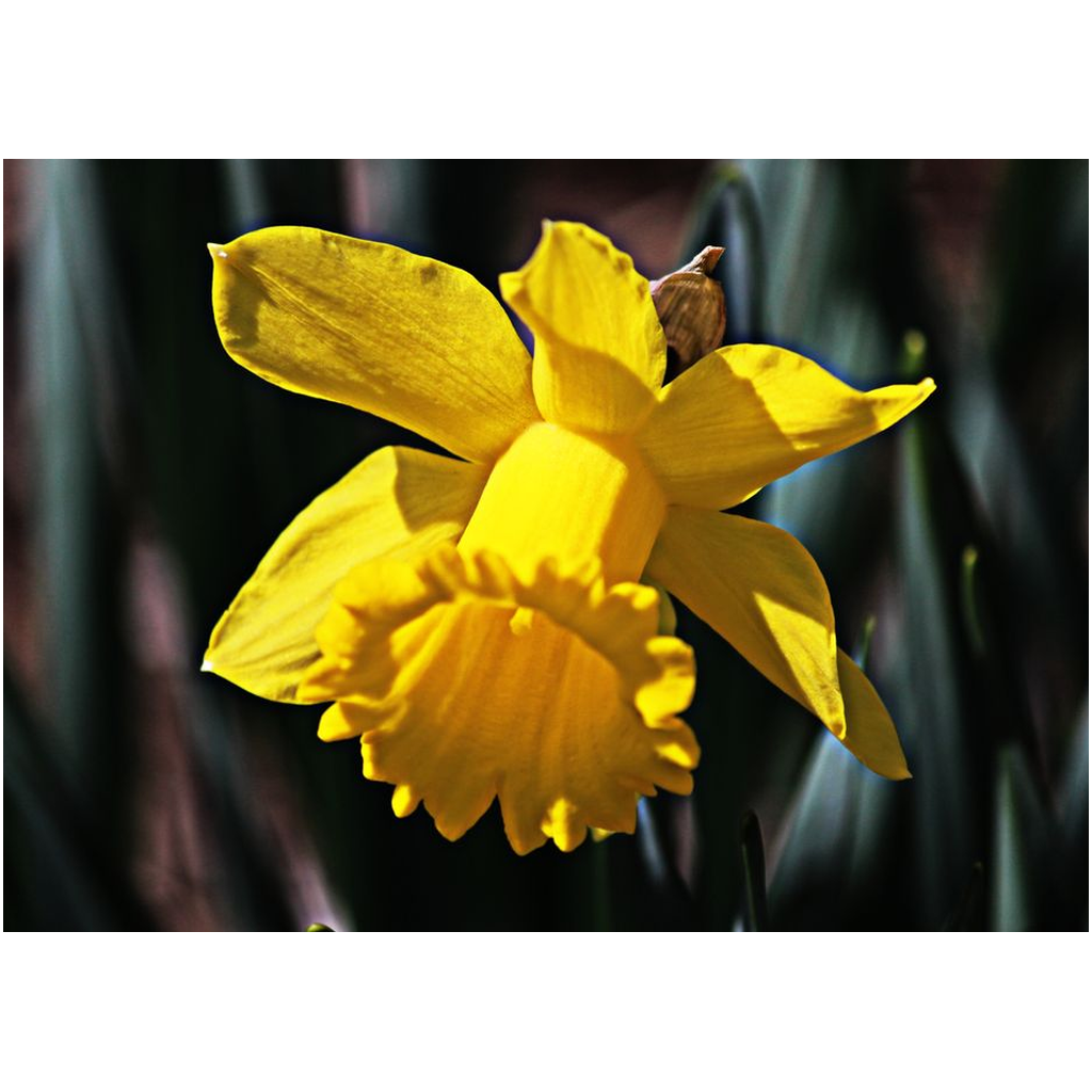 Yellow Flower - Professional Prints