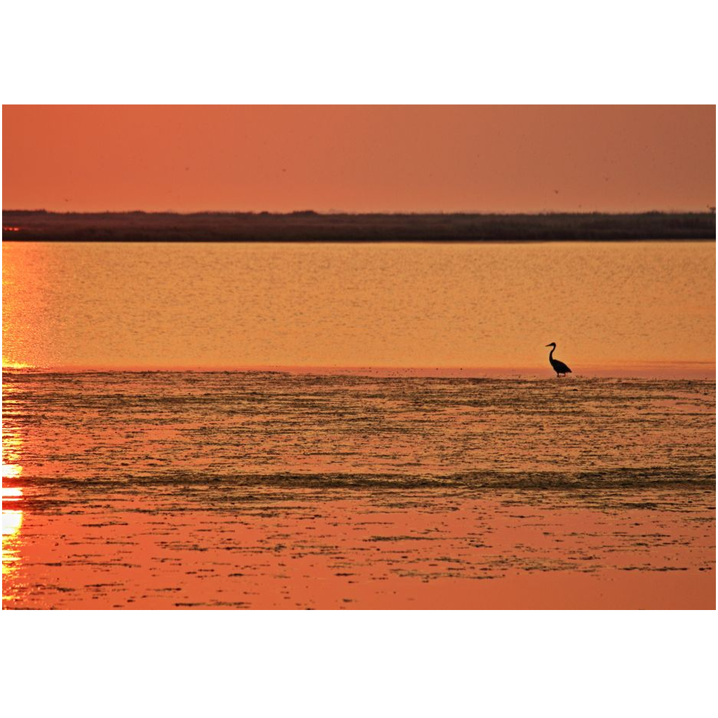 Egret Enjoying The Sunrise - Professional Prints