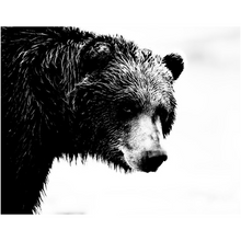 Load image into Gallery viewer, Bear Sideview - Professional Prints
