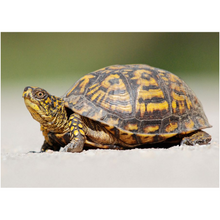 Load image into Gallery viewer, Turtle In The Sand - Professional Prints
