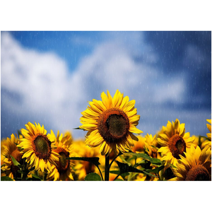 Raining On Sunflowers - Professional Prints
