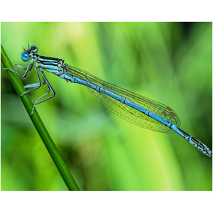 Extended Dragonfly - Professional Prints