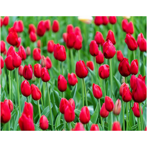 Red Tulips - Professional Prints