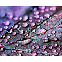 Load image into Gallery viewer, Purple Leaf Waterdrops - Professional Prints
