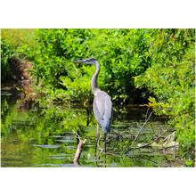 Load image into Gallery viewer, Swamp Heron - Professional Prints
