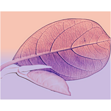 Load image into Gallery viewer, Pink Leaf - Professional Prints
