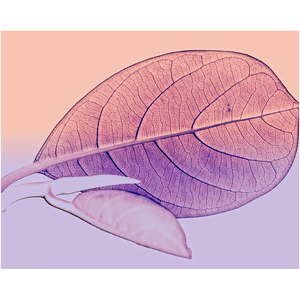 Pink Leaf - Professional Prints