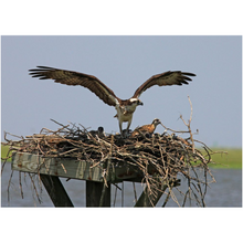 Load image into Gallery viewer, Osprey Nest - Professional Prints
