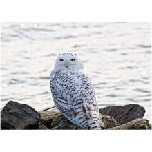 Load image into Gallery viewer, Snowy Owl On The Bay - Professional Prints
