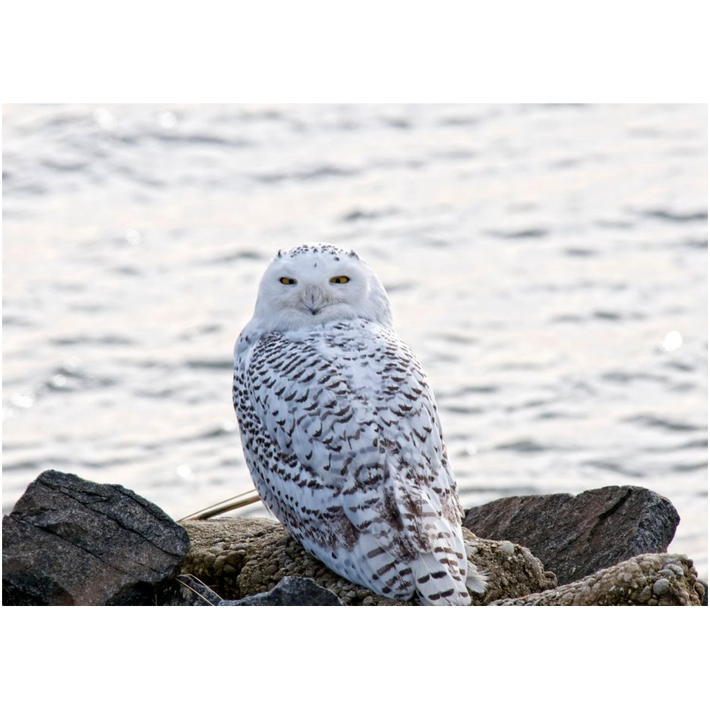 Snowy Owl On The Bay - Professional Prints