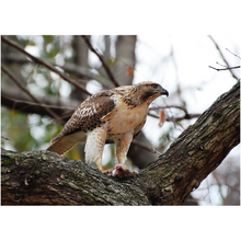 Load image into Gallery viewer, Hawk Eating - Professional Prints
