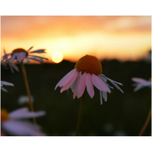 Load image into Gallery viewer, Wild Flower Sunset - Professional Prints
