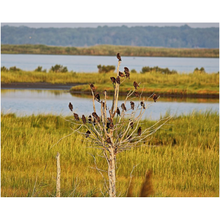 Load image into Gallery viewer, Birds In A Tree - Professional Prints
