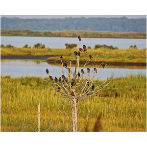 Birds In A Tree - Professional Prints