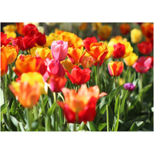 Load image into Gallery viewer, Tulip Field - Professional Prints
