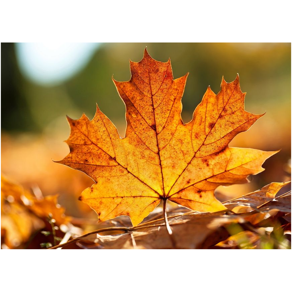 Maple Leaf - Professional Prints