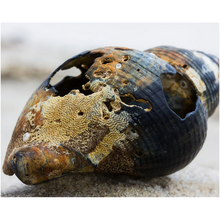 Load image into Gallery viewer, Blue Shell On The Sand - Professional Prints
