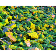 Load image into Gallery viewer, Algae Rocks - Professional Prints
