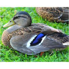 Load image into Gallery viewer, Duck In The Grass - Professional Prints
