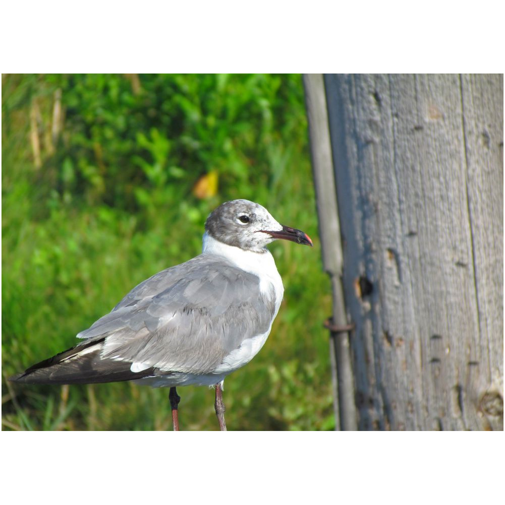 Shore Bird - Professional Prints