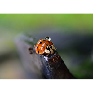 Ladybug Waterdrops - Professional Prints