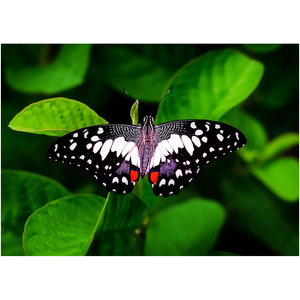 Black Butterfly - Professional Prints