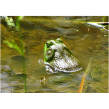 Load image into Gallery viewer, Green Frog - Professional Prints
