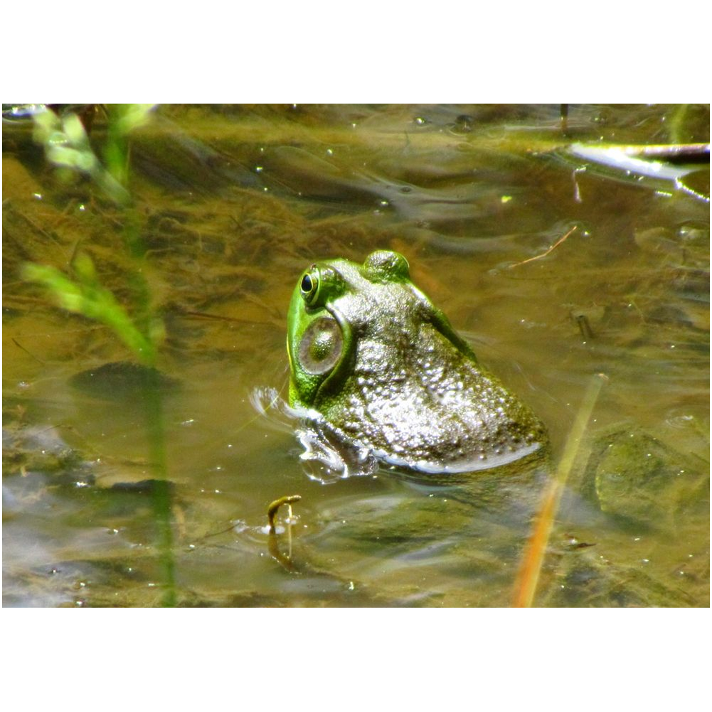 Green Frog - Professional Prints