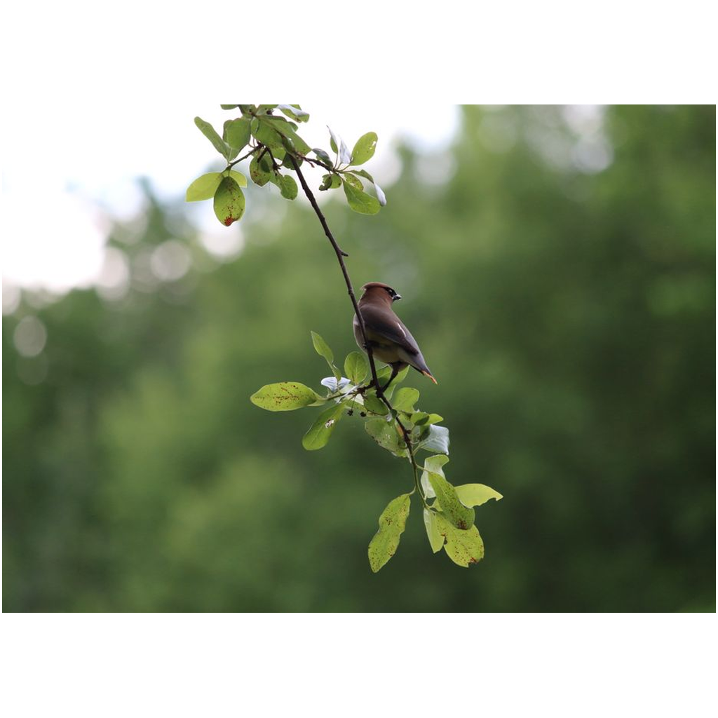 Hanging Branch Waxwing - Professional Prints
