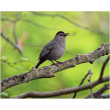 Load image into Gallery viewer, Bird On A Branch - Professional Prints
