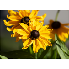 Load image into Gallery viewer, Yellow Flowers - Professional Prints
